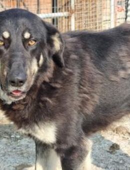 Leo auf der suche nach seinem Zuhause - Eixen