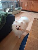 Kleine Prinzessin Mira in 86462