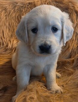 Goldene Retriever Welpen - Ruppichteroth