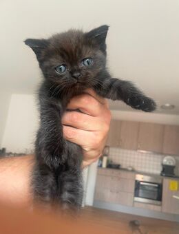 Wunderschöne kitten - Düren