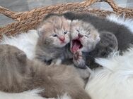 ♥️ Bkh Babykatze Britische Baby Katzen ♥️ - Wesseling