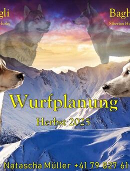 Siberian Husky - Wurfplanung - Amlikon-Bissegg
