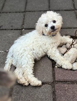 Niedliche Bolonka Zwetna Mix Welpen - Wettenberg