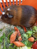 1-jährige Meerschweinchendame sucht Traumplatz! in 82538