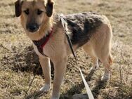 Stitch Familienhund, verspielt,neugierig - Blankenheim (Nordrhein-Westfalen)