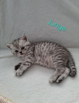 Ich verkaufe Katzen - Neumünster