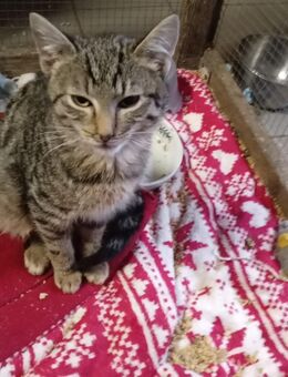 Junge Kätzchen - Mellrichstadt