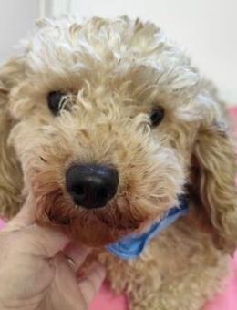 84109 - jetzt möchte ich fröhlich leben - Overath