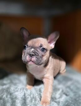 Französische Bulldoggen Welpen – geimpft – abgabebereit - Wülknitz