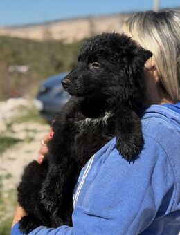 Kiano: Freund fürs Leben gesucht - Gessertshausen