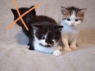 Perser / BKH Mix Kitten, Katzenbabys, Kätzchen - Emmering (Landkreis Ebersberg)