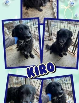 lieber, hübscher Kiro bald auf PS - Nürnberg