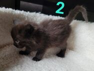 Main coon Kitten reinrassig Wurf 2 - Nalbach