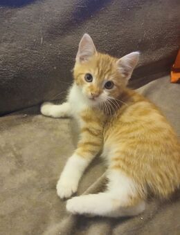 Kitten in liebevolle Hände abzugeben - Dorsten