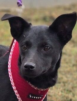 Snjeska, fröhlich und lebhaft - Linden (Hessen)