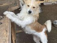 Foxy sucht ein neues Zuhause - Blankenheim (Nordrhein-Westfalen)