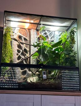Terrarium mit Chamäleon - Melsungen