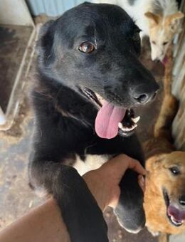 🐾liebevolle Lena sucht Herzensmenschen - Eislingen (Fils)