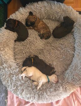 Reinrassige Pudel-Welpen in liebevolle Hände abzugeben - Gaggenau