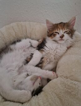 Maine Coon Kitten Mädchen sucht - Rostock Reutershagen
