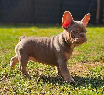 Französische Bulldogge Welpe Hündin mit Ahnentafel