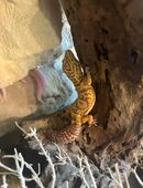 Leopardengecko Weibchen Tremper Albino in 90455