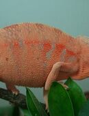 Suche : Furcifer padalis ambilobe red 0.1 in 24848