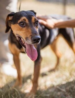 Jasco 💗 neugierig, lebhaft & verspielt - Hamburg