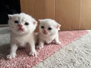 Wunderschönen Bkh Kitten - Kamp-Lintfort