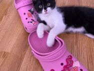 Europäische Kurzhaar Baby kitten zu verkaufen - Düsseldorf