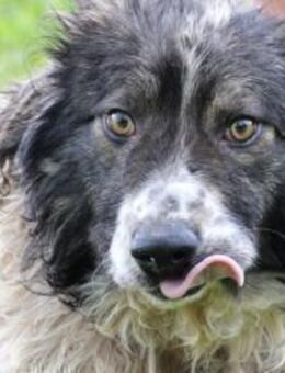 Jeromos - fröhlicher Jungrüde - Lohra