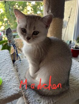 Verkaufe BKH Kitten - Jockgrim