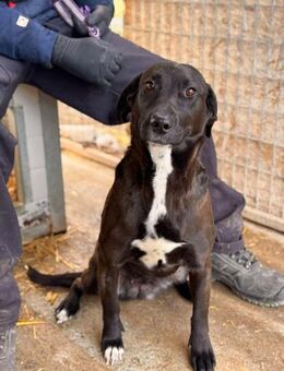 Lara sucht ein liebevolles Zuhause - Berlin