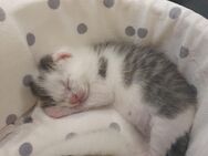 Suße kitten ❤ - Schiffweiler
