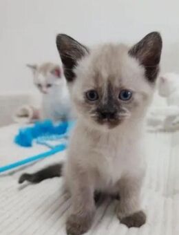 Katzen, Baby Katzen, Kitten - Schwerte (Hansestadt an der Ruhr)