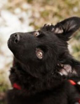 Buddy 4 mon. - Finning