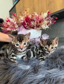 Bengal Kitten XXL Rosetten mit Stammbaum - Bergkamen