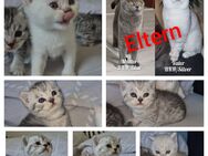 Reinrassige Britisch-Kurzhaar-Kitten BKH Babys - Hamburg Hamburg-Mitte