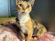 Cleopatra such ein Zuhause! - Walluf