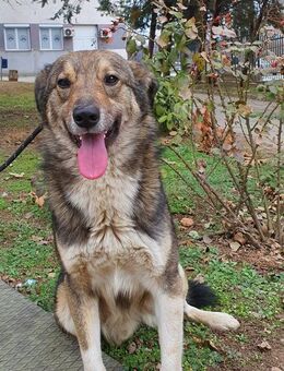 Marty treuer Gefährte - Berlin