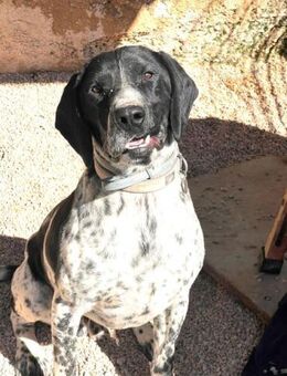 JASPER- auch er sucht nach einer FAMILIE - Kempen