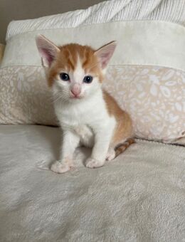 Kitten - Morsbach