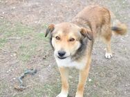 Rusty hübscher Hundejunge - Berlin
