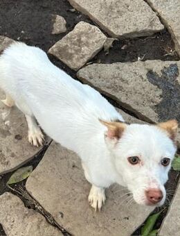 Rudy - ein lieber Bube - Grevenbroich