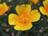 Gold Mohn Samen Goldmohn Mohnwiese Steingärten Island Mohnpflanze gelb Mohnsamen Mohne Poppy Blumen seltene Samen insektenfreundliches Saatgut garden Geschenk Saat Frühling - Pfedelbach