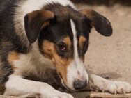 ROCCO💙fröhlicher Collie-Bracke-Mix - Hamburg