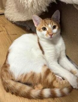 süßer Onyx - Ingolstadt