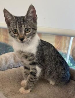 Liebevolle junge Katzen Chiara und Cora - Karlsruhe