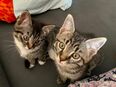 Kitten Mix in liebevolle Hände abzugeben in 97941