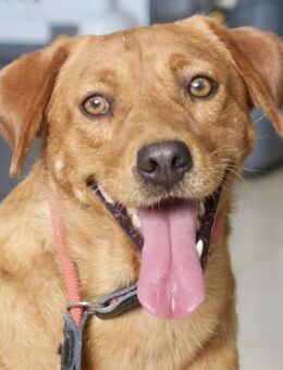 Wilson, freundlich, offen, anhänglich - Westerholt